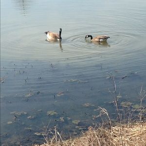 Meet your Posher, Destiny