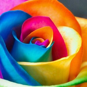 Meet your Posher, Monique