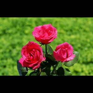 Meet your Posher, Luz