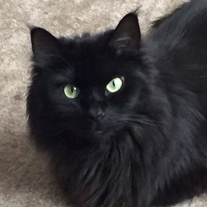 Meet your Posher, Neel