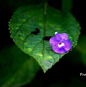 Meet your Posher, Pranaya