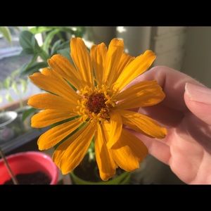 Meet your Posher, Robin