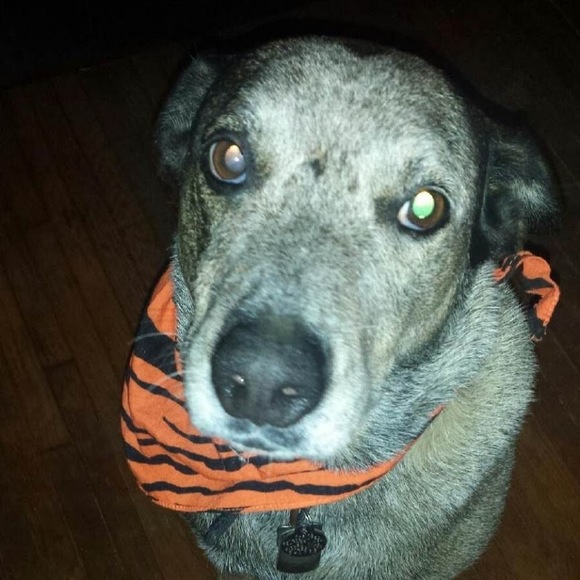 Meet your Posher, Jen - Picture 2 of 4