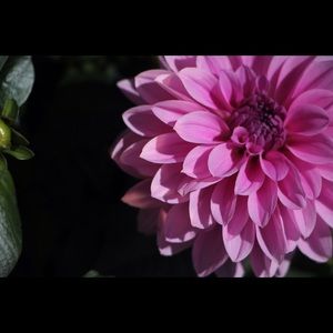 Meet your Posher, Ivanka