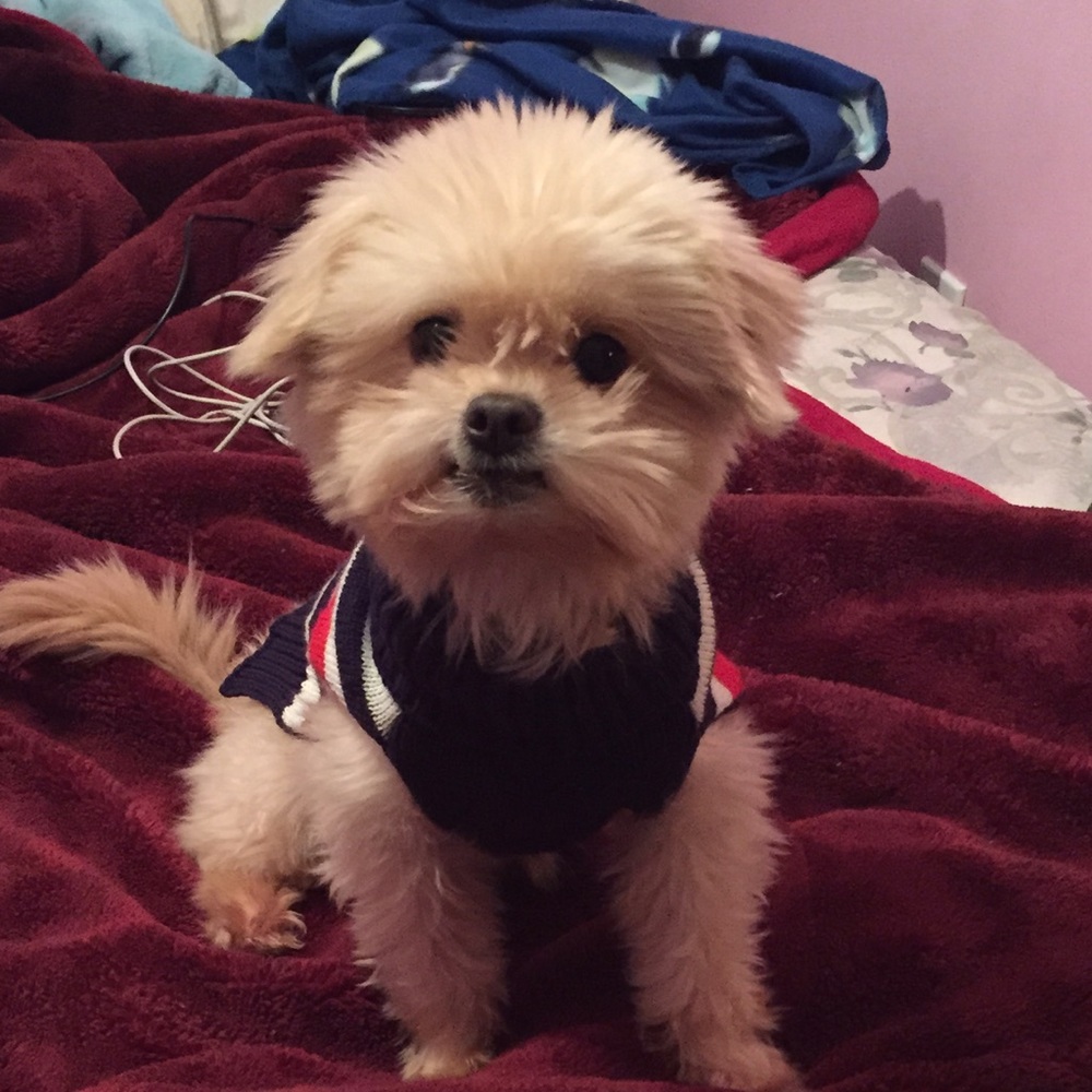 Meet your Posher, Santina