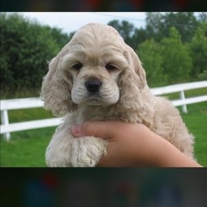 Meet your Posher, Coryarn