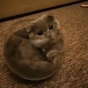 Meet your Posher, Karla