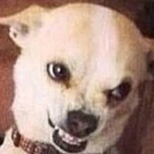 Meet your Posher, Layla