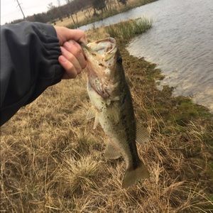 Meet your Posher, Tanner