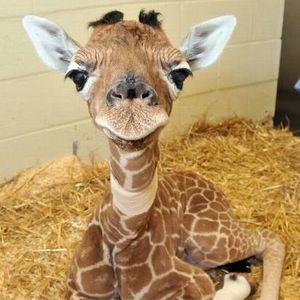 Meet your Posher, Yu-ling