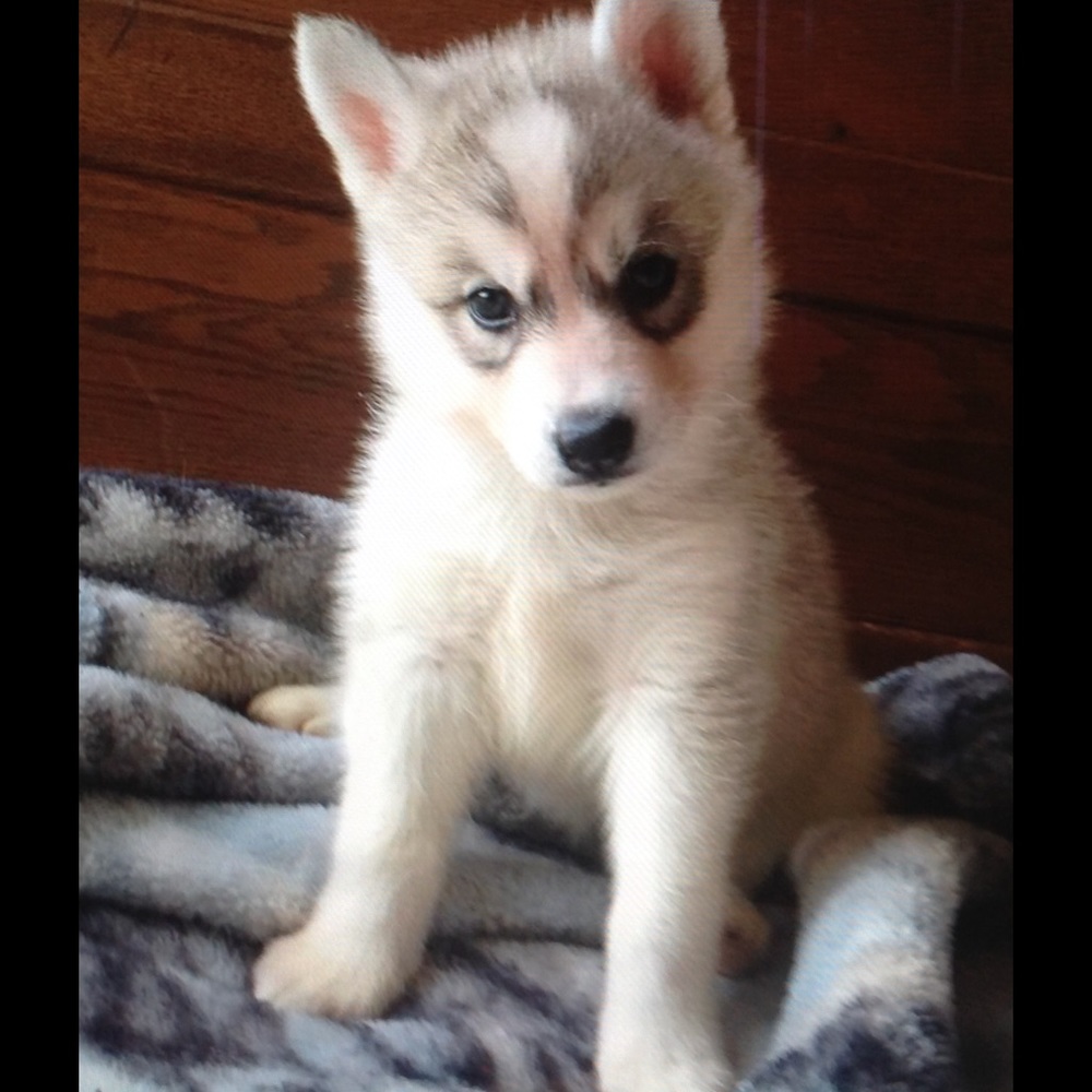 Meet your Posher, Aj