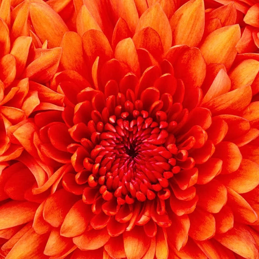 Meet your Posher, Ikenna