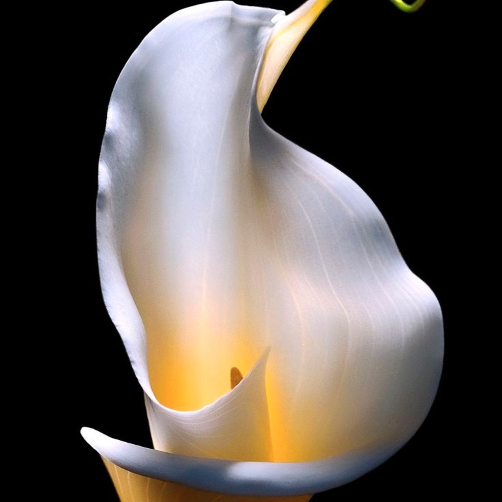 Meet your Posher, Esther