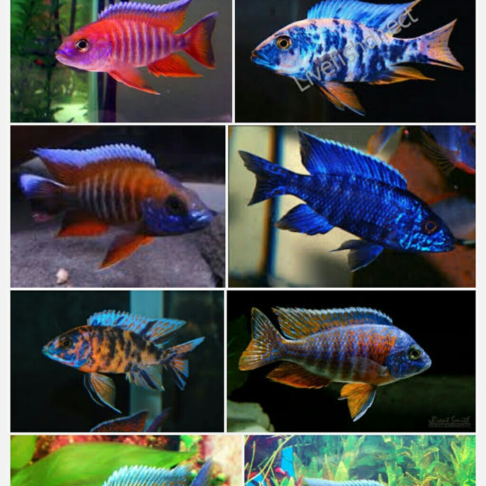 Meet your Posher, Sherica