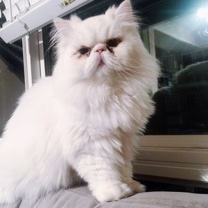 Meet your Posher, Winnie