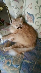 Meet your Posher, Christy