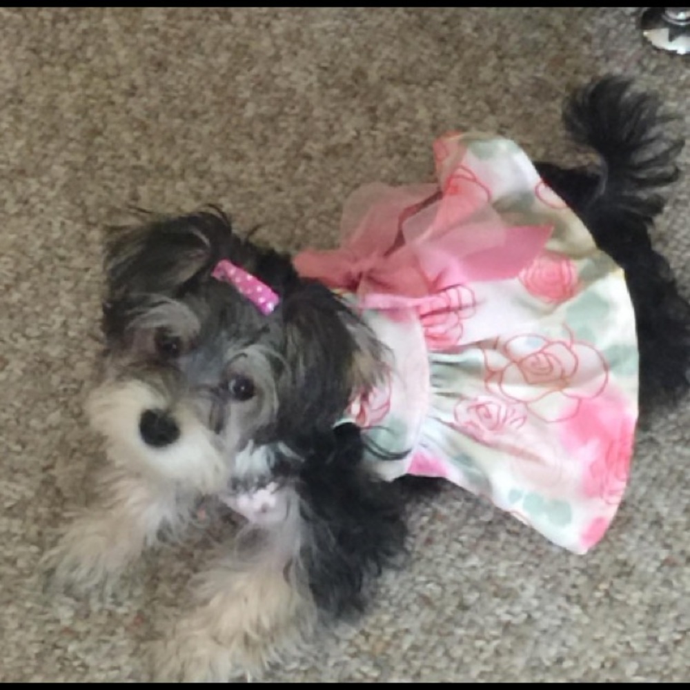 Pink Ribbon Rose Graphic Dress Pet Clothing