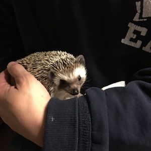 The newest addition to our family:).