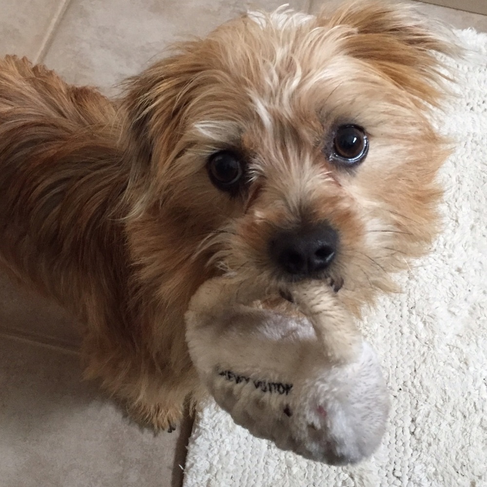 Meet your Posher, Roxie