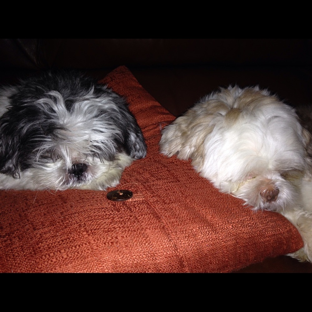 Meet your Posher, Josephine