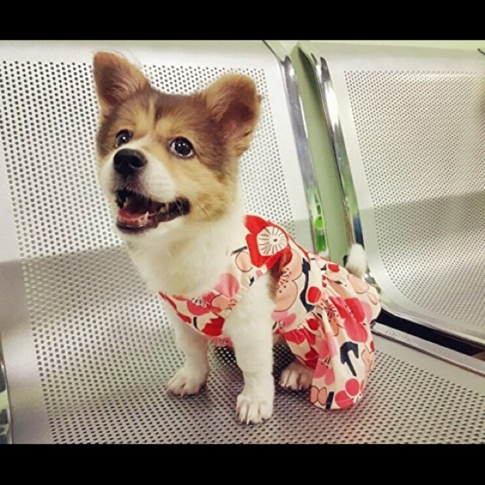 Flowers Print Sundress Pet Clothing