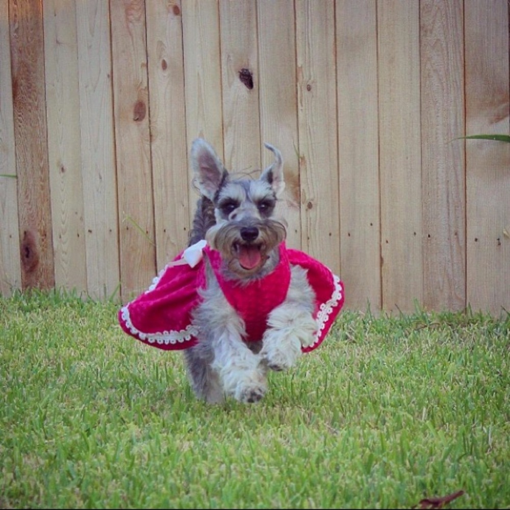 Pink Dress with Lace Ribbon Pet Clothing