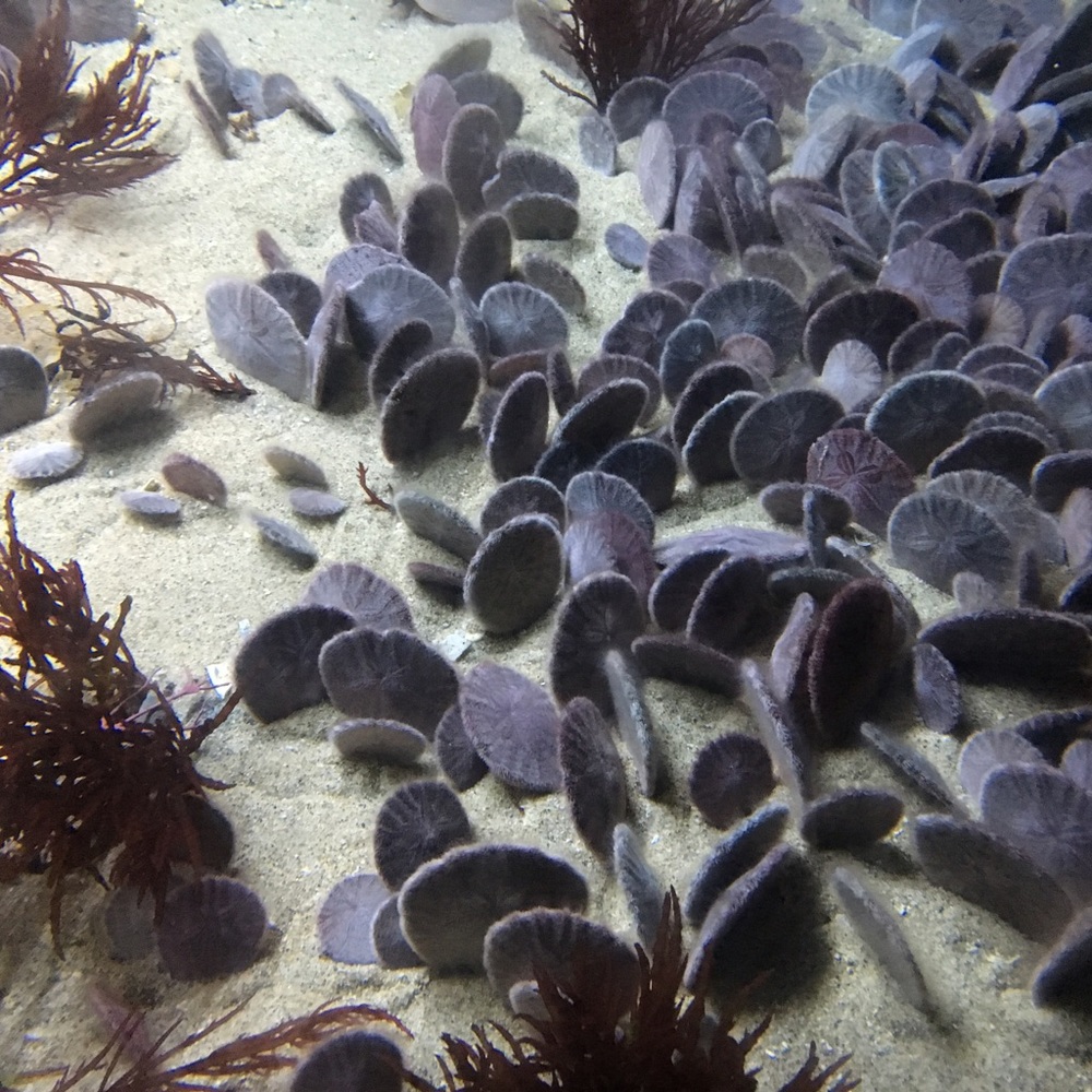 Meet your Posher, Lacie