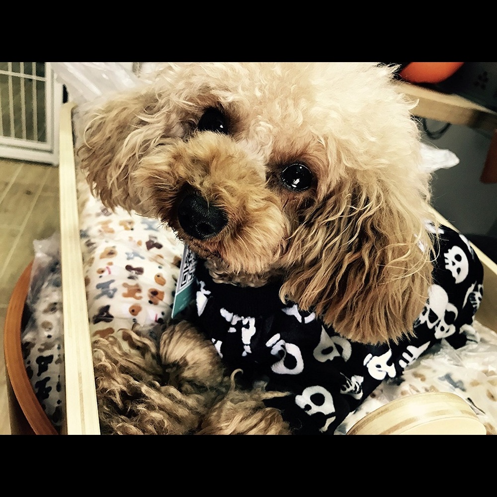 Bad to the Bone " Skulls" Pajama Pet Clothing