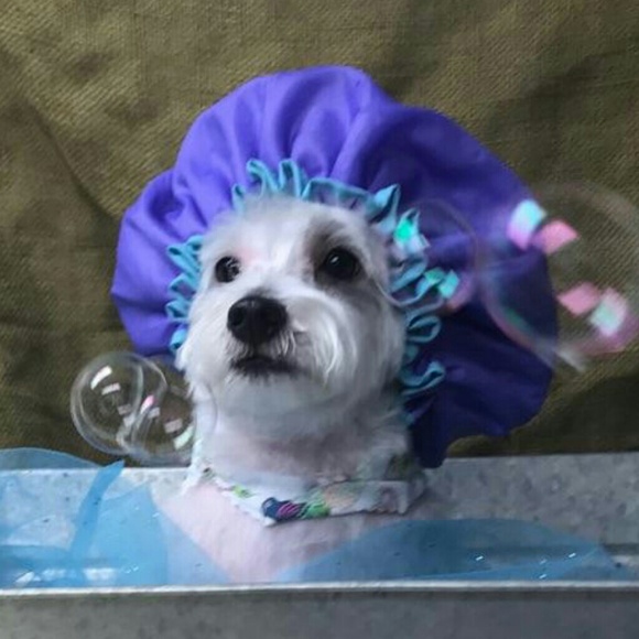 Meet the Posher - Picture 5 of 5