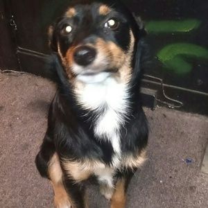 Meet your Posher, Lexy