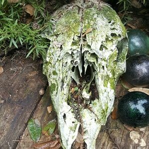 Meet your Posher, Jaimie