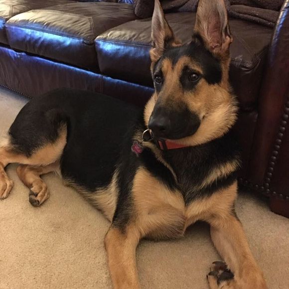 Meet your Posher, Carol - Picture 1 of 1