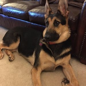 Meet your Posher, Carol