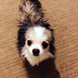 Meet your Posher, Marlin