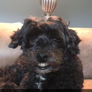 Meet your Posher, Dee