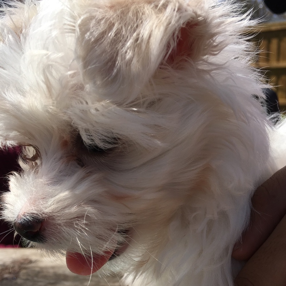 Meet your Posher, Veronica