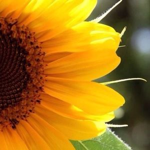 Meet your Posher, Rabecca