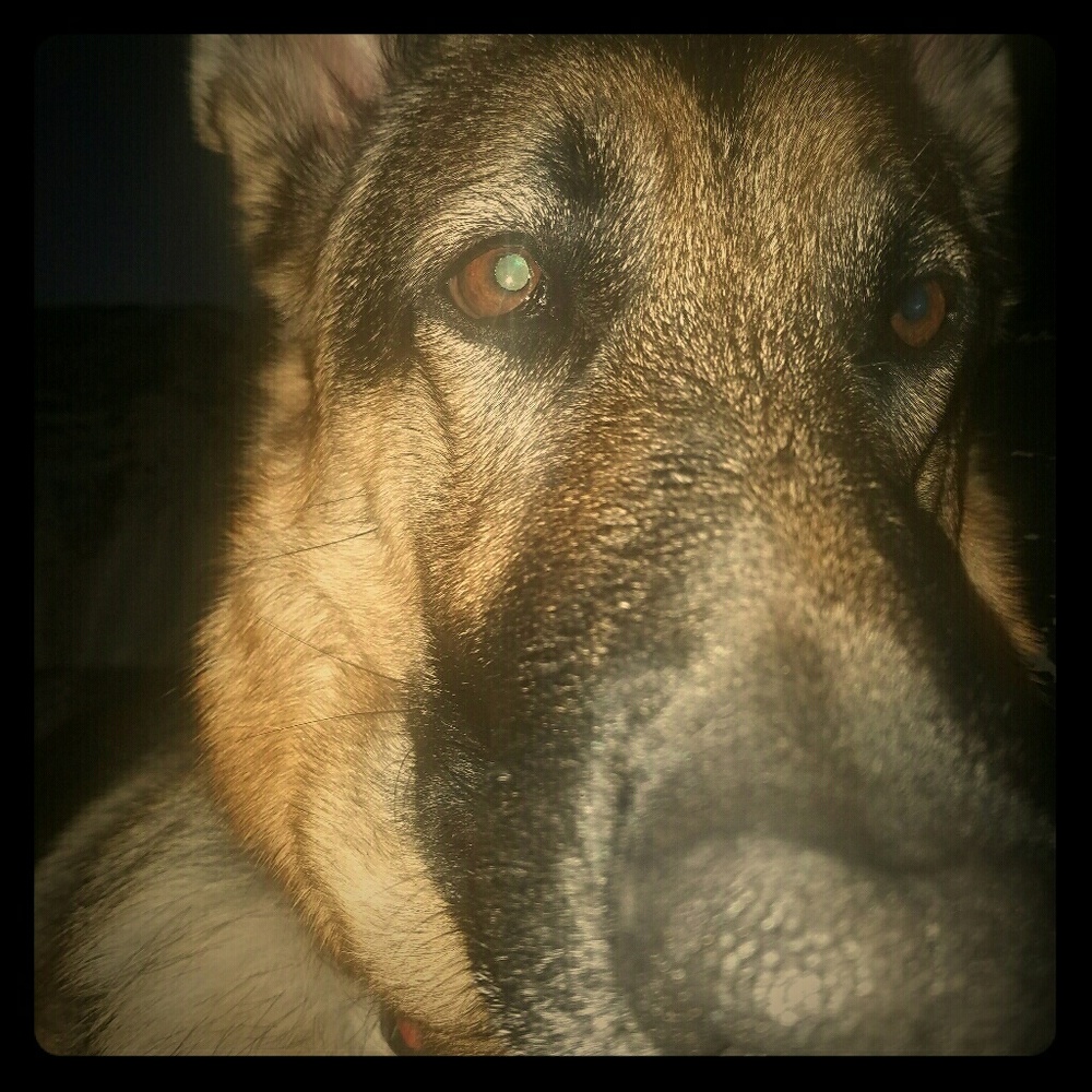 Meet Melanie, and shiloh