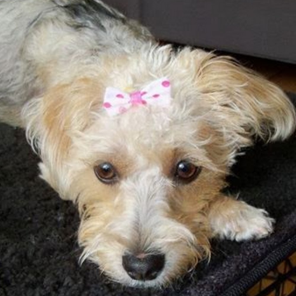 Meet your Posher, Sydney