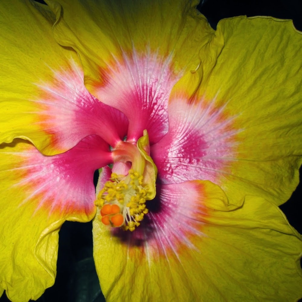 Meet your Posher, Morgan