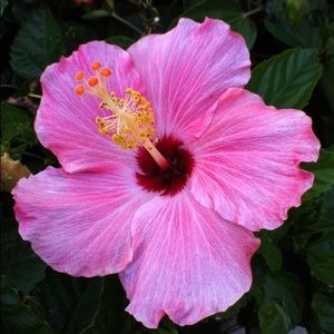 Meet your Posher, Casey