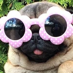 Meet your Posher, Frances