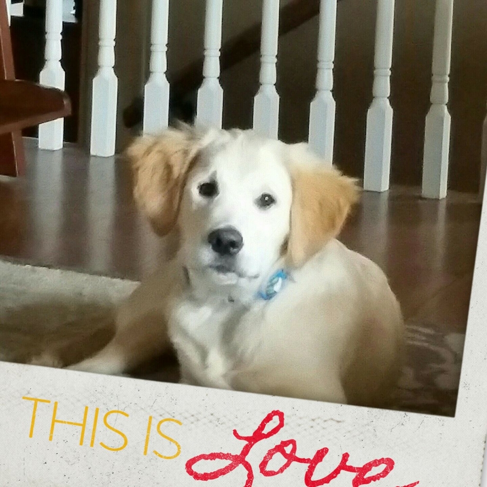 Meet your Posher, Dianne