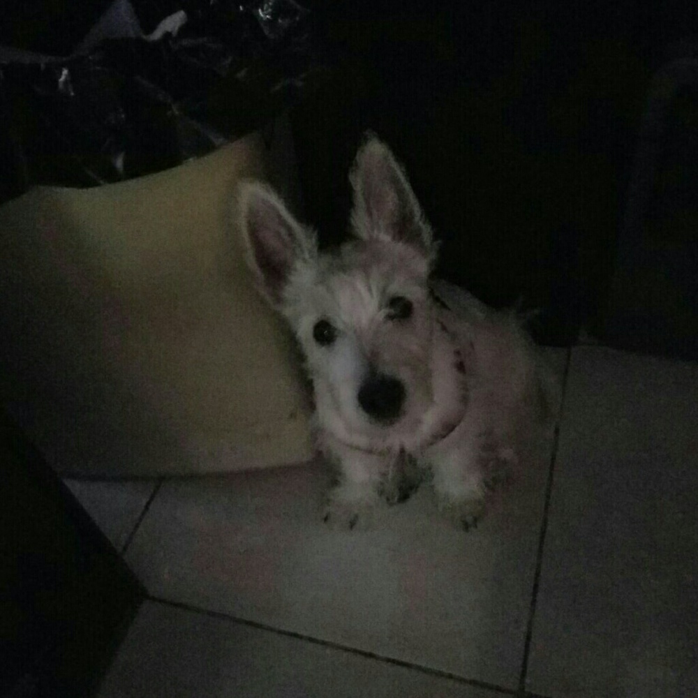 Meet your Posher, Paula