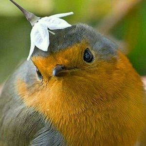 Meet your Posher, Oralia