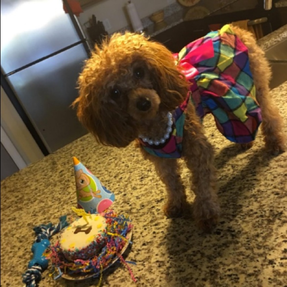 Elegant Plaid Dress - Pet Clothing