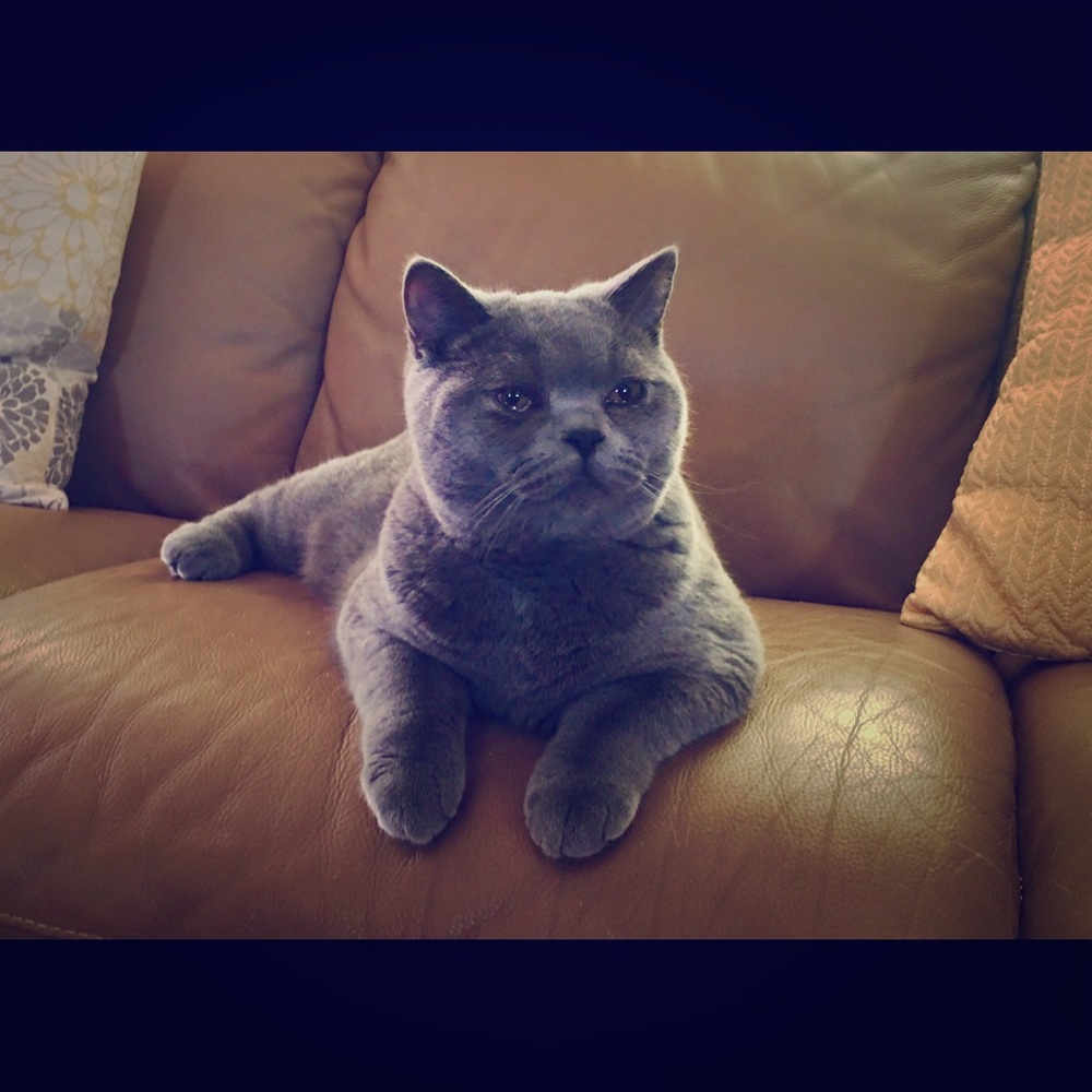 😸 Closet guardian 😸