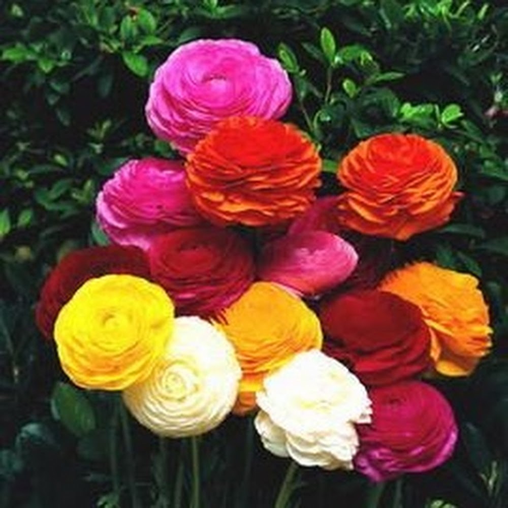 Meet your Posher, Kat