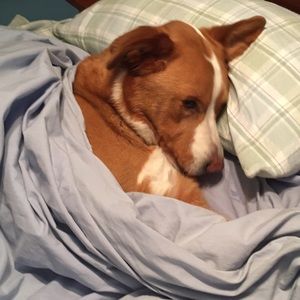 Meet your Posher, Constantine