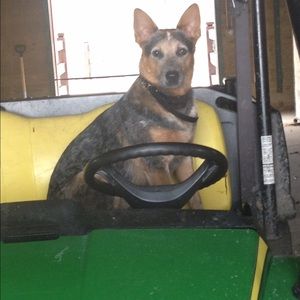 Meet your Posher, Allison